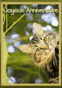Regard per&ccedil;ant d'un chat pour un joyeux anniversaire